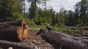 Best Tree and Shrub Care  in Bowdon, GA
