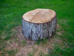 Best Storm Damage Tree Cleanup  in Bowdon, GA