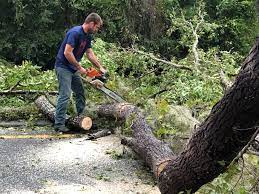 Best Hedge Trimming  in Bowdon, GA