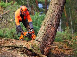 Best Tree Maintenance Programs  in Bowdon, GA