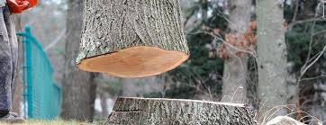 Best Tree Trimming and Pruning  in Bowdon, GA