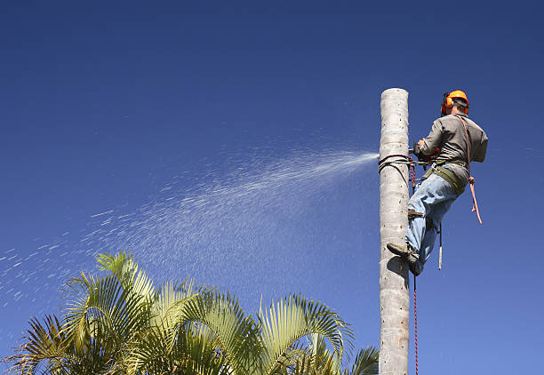 Best Tree Mulching  in Bowdon, GA