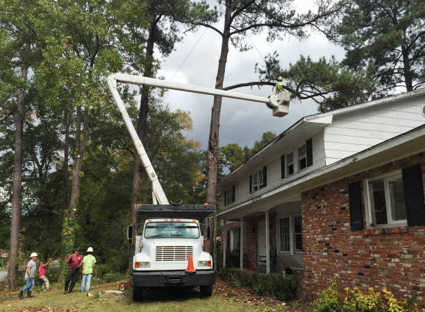 Best Palm Tree Trimming  in Bowdon, GA