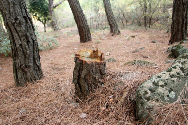 Best Arborist Consultation Services  in Bowdon, GA
