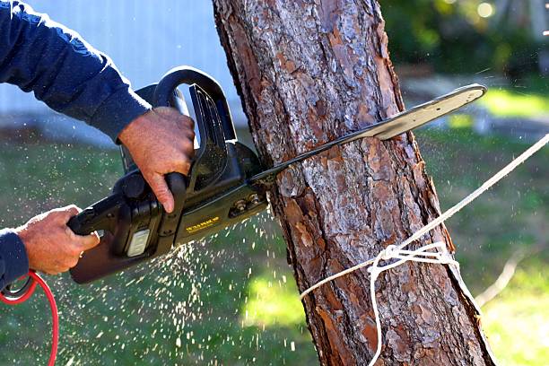 Best Weed Control  in Bowdon, GA