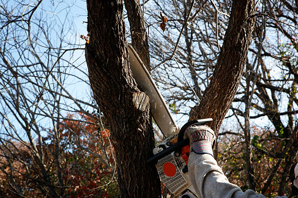 Best Tree Disease Treatment  in Bowdon, GA