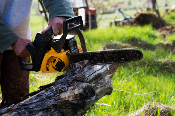  Bowdon, GA Tree Care Pros