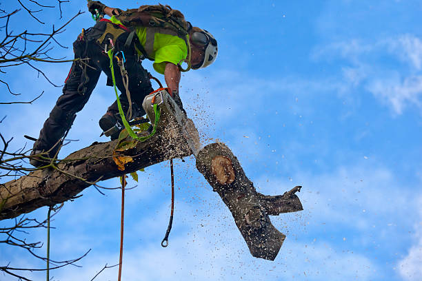 How Our Tree Care Process Works  in  Bowdon, GA