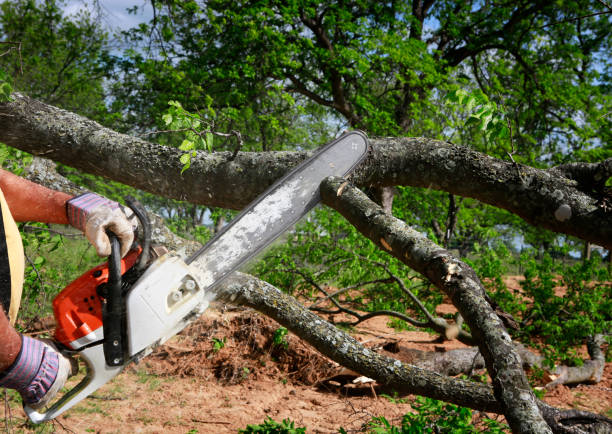 Professional Tree Care in Bowdon, GA